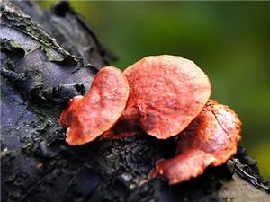 【源宇生物科技】為什么破壁靈芝孢子粉小孩不能吃？